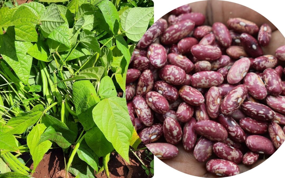 Beans