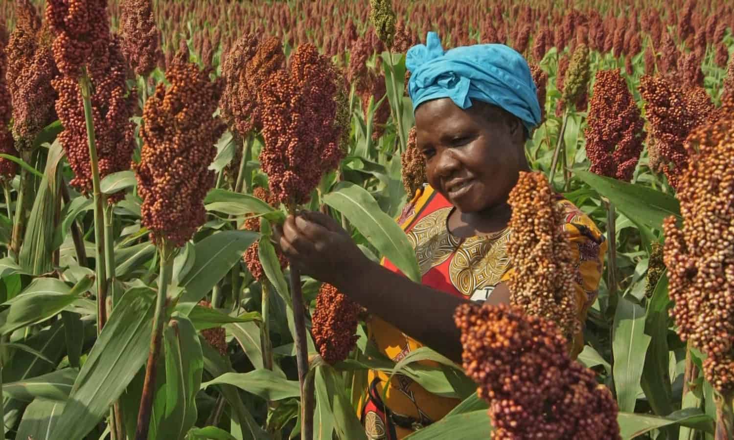 Sorghum